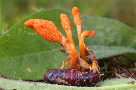 Mushroom that grows on insects could help develop new anti-viral medications and cancer drugs