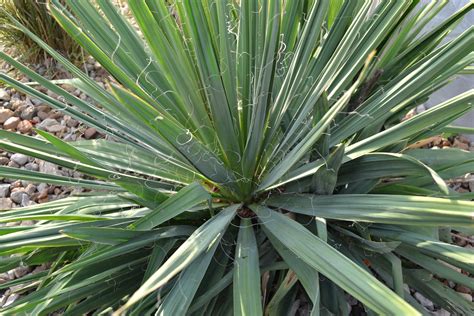 Adams Needle Yucca is a Compact Plant that Produces White Flowers.