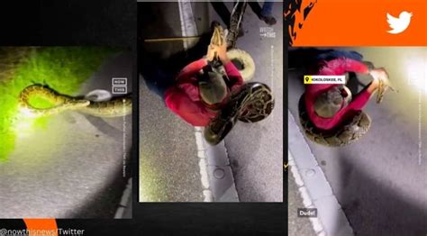 Image result for Long Florida Python Ever