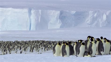 Emperor Penguin Map
