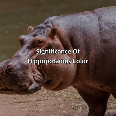 What Color Is A Hippo - colorscombo.com