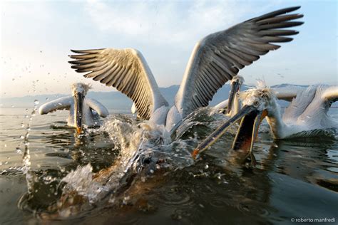 Image result for Animals Explodes