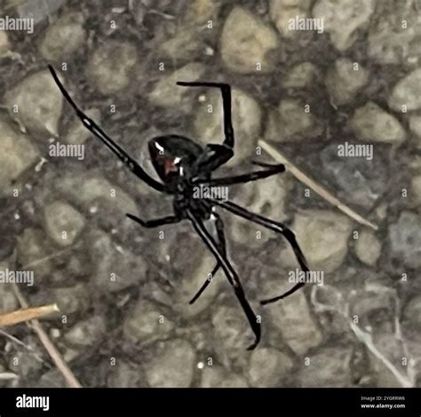 Western black widow latrodectus hesperus hi-res stock photography and ...