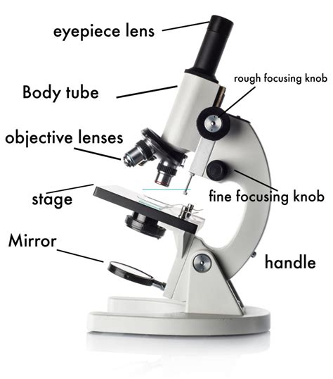 Basic Microscope Use 的图像结果