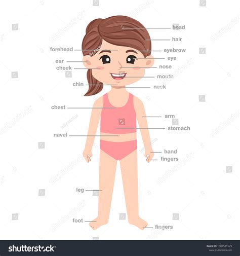 Kids Body Parts Infographic Kid Girl Arkivvektor (royaltyfri) 1581531529 | Shutterstock