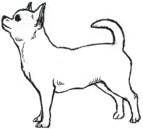 Chihuahua Drawing at PaintingValley.com | Explore collection of ...