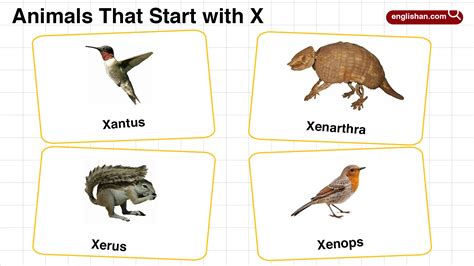 20+ Animals that Start with V ( With Pictures and Facts )