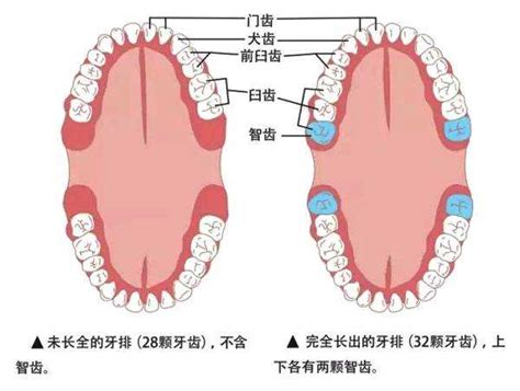 正常人的牙齿排列图,28颗牙齿图编号,医学上牙齿编号图(第3页)_大山谷图库
