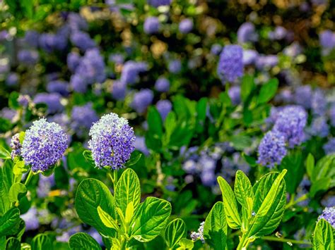 Northwestern Evergreen Shrubs: Growing Evergreen Bushes For Year-Round ...