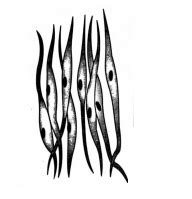 Match the columns I, II and III and choose the correct combination from ...