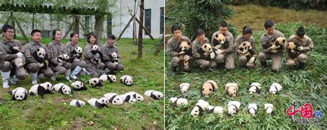 18只新生熊猫宝宝集体亮相碧峰峡 肆意卖萌惹人爱_熊猫文化_熊猫频道