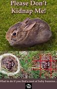 Image result for Wild Baby Bunnies Facts