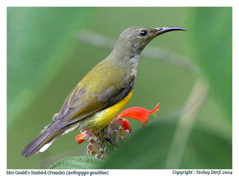 Birds of Bhutan - Gould's Sunbird (female) - Yeshey Dorji - www.birding ...