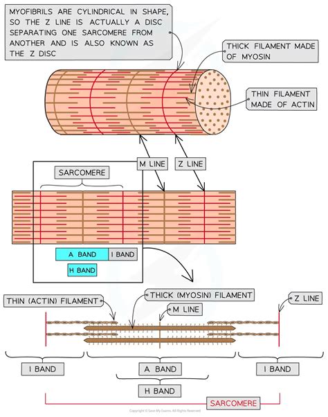 Image result for Z-Line Muscle Cell