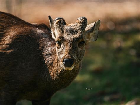 Image result for Image Randomizer