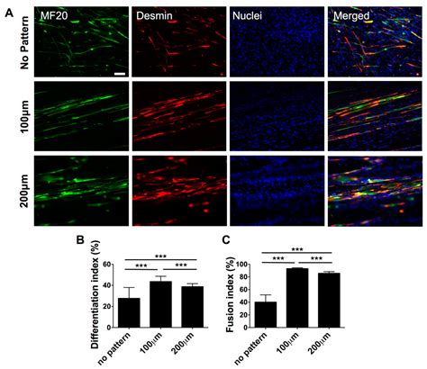Matrix Topographical Cue-Mediated Myogenic Differentiation of Human ...