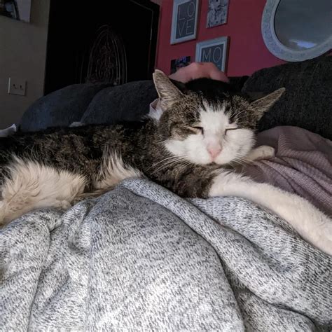 Soft Kitty, Warm Kitty, Little Ball of Fur. Happy Kitty, Sleepy Kitty ...