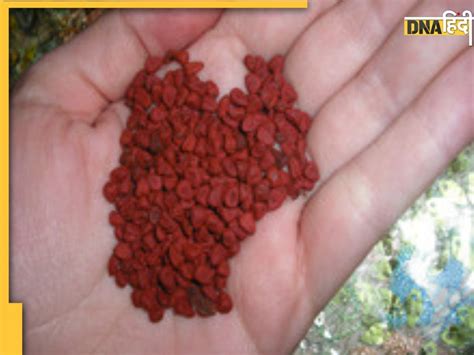 Sindoor Tree Benefits: इस पेड़ के बीज से बनता है सिंदूर, आयुर्वेद में ...