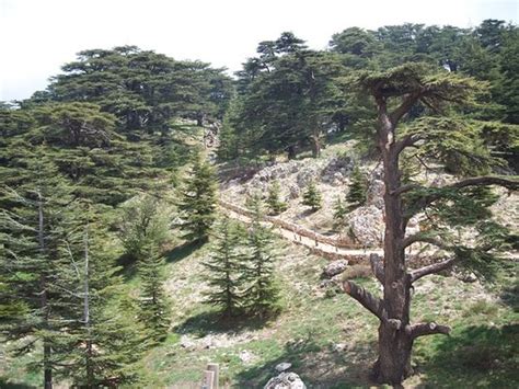 Bcharre Tourism (2024): All You Need to Know Before You Go