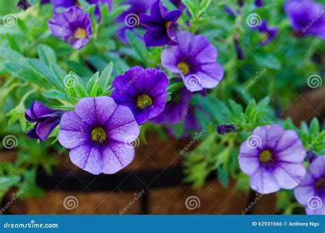 Purple Million Bells - Calibrachoa Stock Photo - Image of purple, macro ...