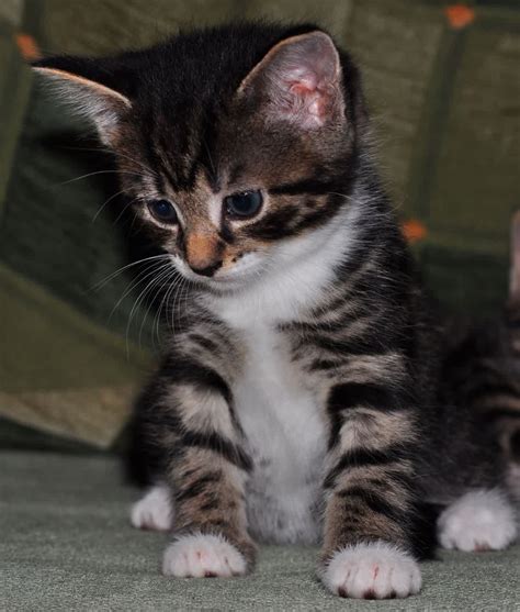 Bengal Cat Mixed With Tabby at Shelly Ahmed blog