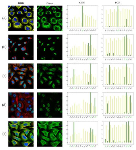 Convolutional Neural Network-Based Artificial Intelligence for ...