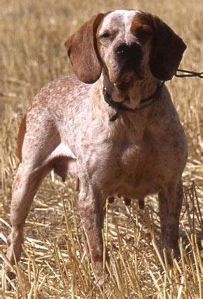 13 #Catalburun #dog ideas | dog breeds, rare dog breeds, dogs