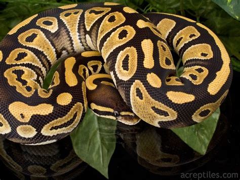 Image result for Crystal Ball Python