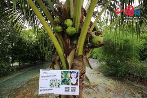 【旅游】槟城热带果园 Penang Tropical Fruit Farm – Xin A Day 昕 一 天
