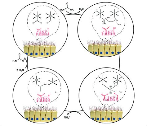 Image result for Urease Enzyme