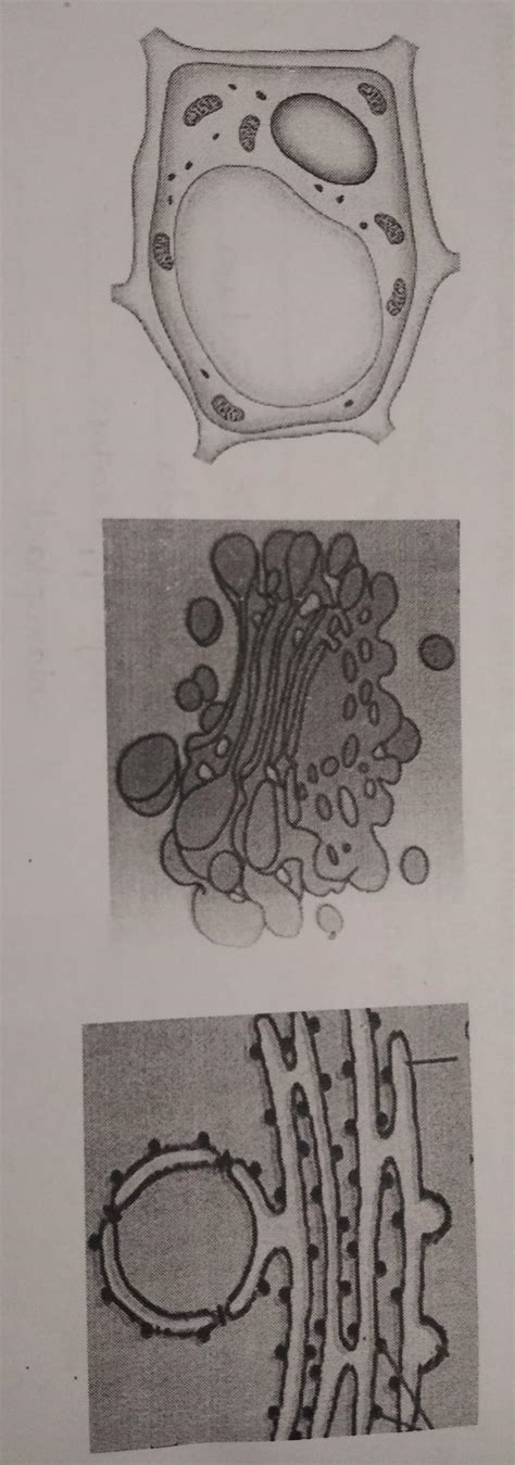 Activity-3: Observe the given figures and write their names and ...