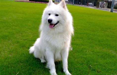 【图】萨摩耶犬多少钱一只 纯种萨摩耶犬的鉴别 - 装修保障网