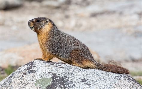 Groundhog vs Marmot - What is the difference? - Animal Hype