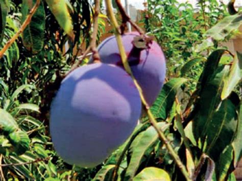 Sanju Rare Mango Fruit 1 Grafted Live Plant - Variety : Thailand Purple ...