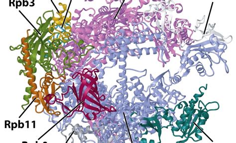 RNA Polymerase Structure 的图像结果
