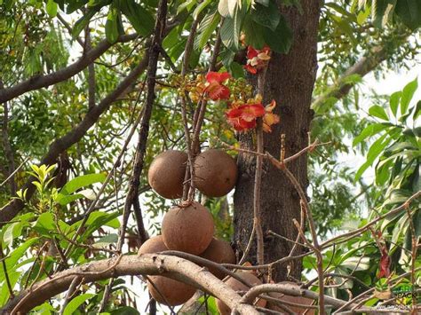 Naga Linga Plant For Sale In India | Online plant nursery