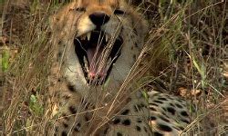 Hoedspruit - Where To Stay