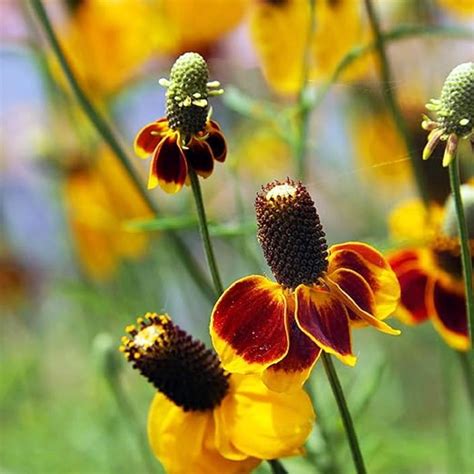 CHUXAY GARDEN Yellow PresNok and Red Coneflower Flower Seeds Outdoors ...