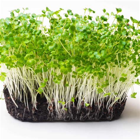 Geo Fabric Microgreens/Tray 30x19x6 cm Grow Bags