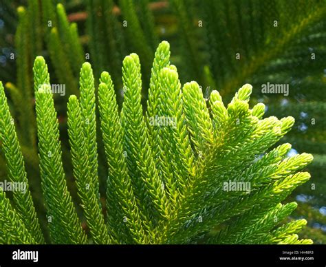 Pine Leaf