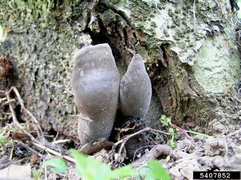 Xylaria root rots (Genus Xylaria)