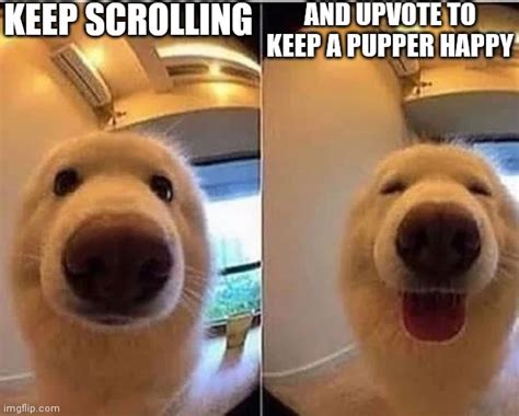 wholesome doggo - Imgflip