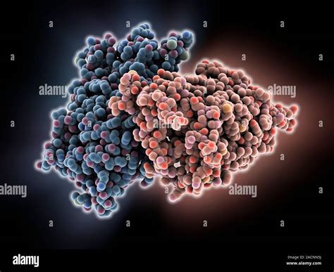 Rhodopsin molecule. Computer model showing the structure of a molecule ...