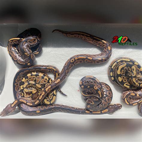 Image result for Hypo Ball Python