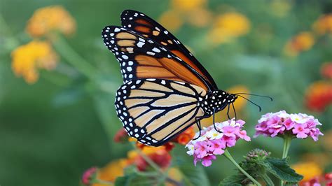 Here's how you can help now-endangered monarch butterflies