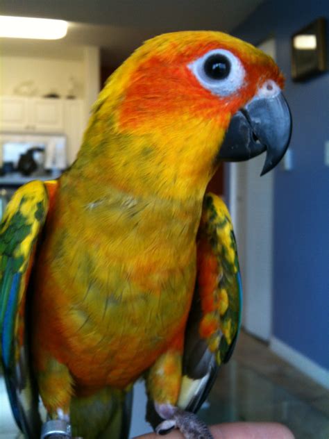 Image result for Red Factor Conure