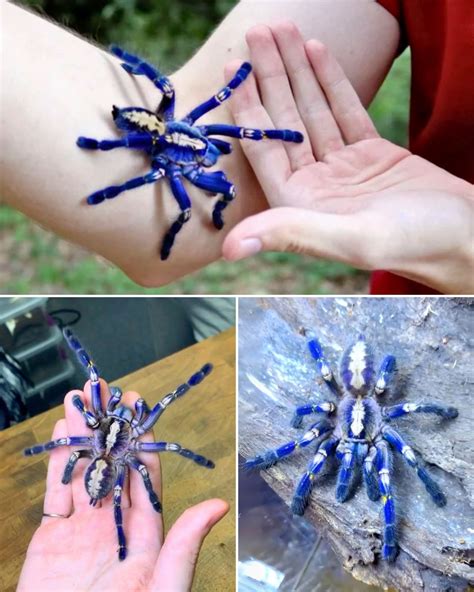 The Gooty Sapphire Tarantula: The Bluest Spider Alive! – New and Tips