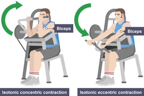 Examples of Concentric Contraction Exercises 的图像结果