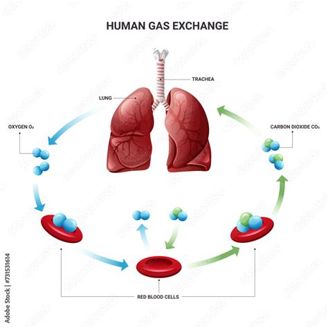Gas exchange is the only function of blood.Group of answer choicesTrueFalse