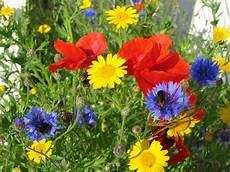 fiori di giugno fiori di giugno fiorista come scegliere i fiori a giugno fiori di giugno fiori di giugno fiorista come scegliere i fiori a giugno